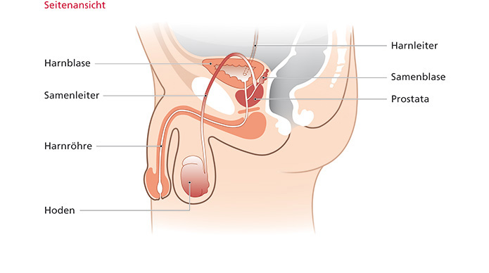 Medizinische Illustrationen zur Erklärung urologischer Themen